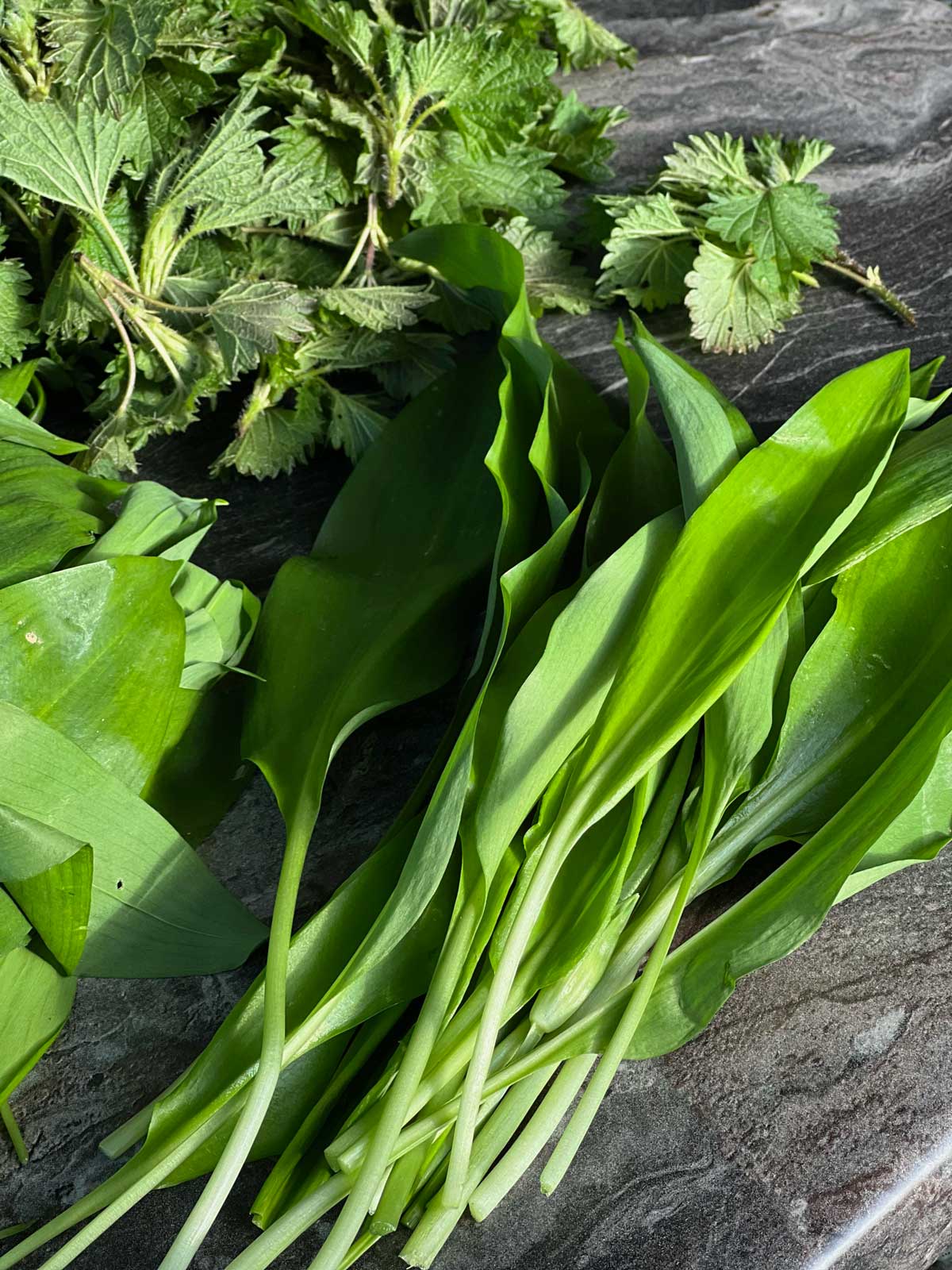 Fresh wild garlic and nettles