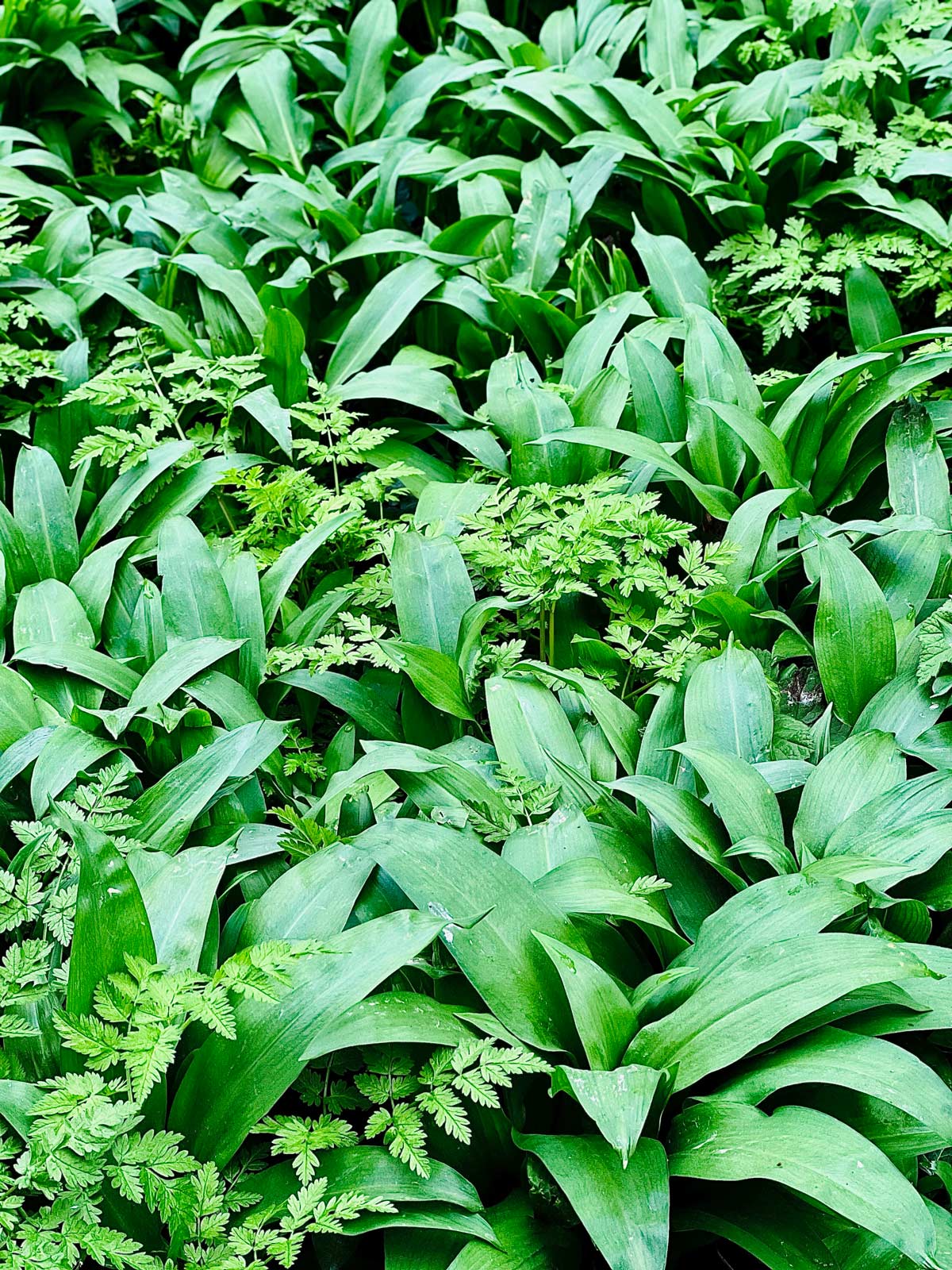 Wild garlic in natural habitat