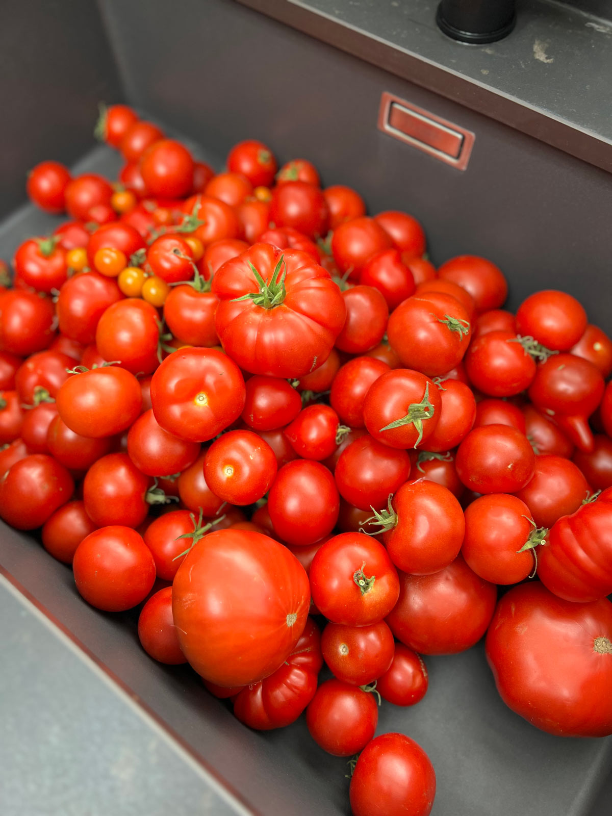 Harvested Tomatoes in a large sink a bout to get washed.