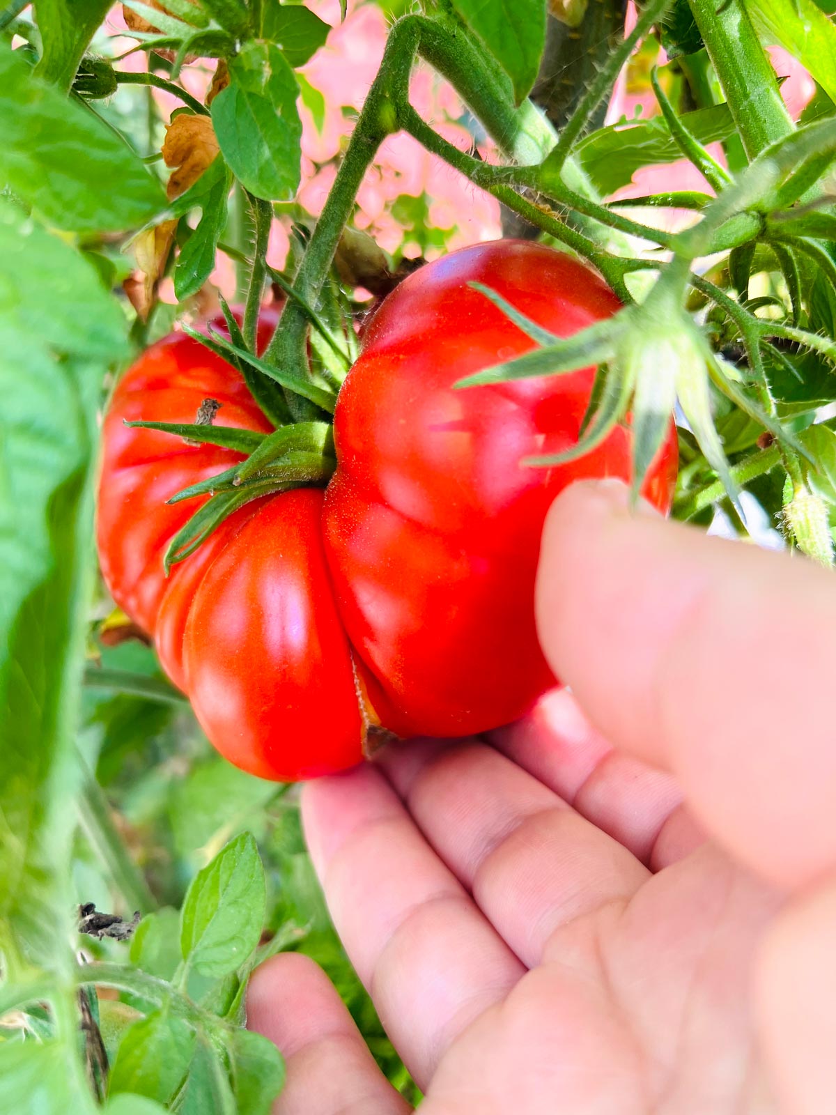 Tomato being harvested.